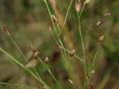 Panicum luzonense