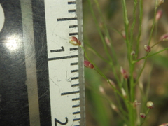 Panicum luzonense