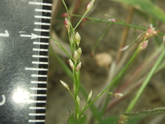 Panicum luzonense