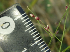 Panicum luzonense