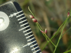 Panicum luzonense