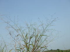 Panicum luzonense