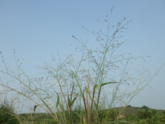 Panicum luzonense
