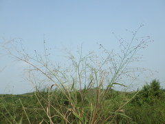 Panicum luzonense