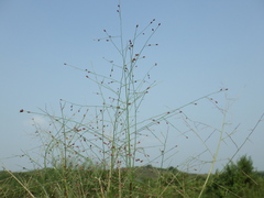 Panicum luzonense
