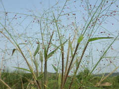 Panicum luzonense