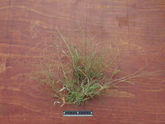 Panicum luzonense