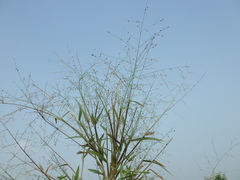 Panicum luzonense