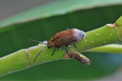 Poneridia semipullata