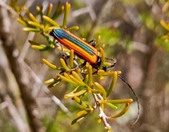 Stenoderus suturalis