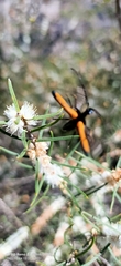 Stenoderus suturalis