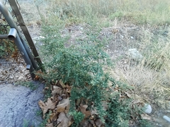 Chenopodium