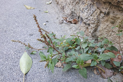 Amaranthus deflexus
