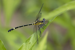 Austrogomphus amphiclitus