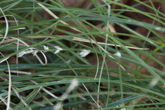 Carex divulsa