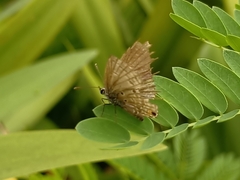 Luthrodes pandava