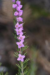 Boronia stricta