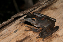 Polypedates colletti