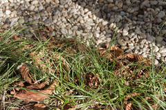 Carex divulsa