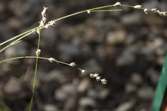 Carex divulsa