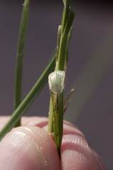 Carex divulsa