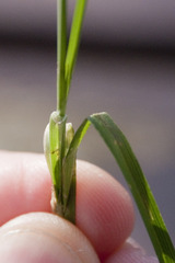 Carex divulsa