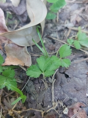 Potentilla hebiichigo