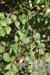 Symphoricarpos orbiculatus