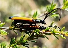 Stenoderus suturalis