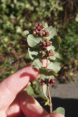 Symphoricarpos orbiculatus