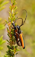 Stenoderus suturalis