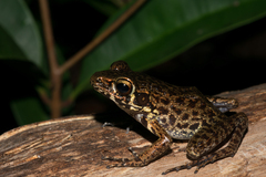 Pulchrana baramica