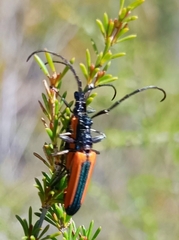 Stenoderus suturalis