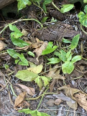 Syngonium podophyllum