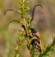 Stenoderus suturalis