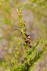 Stenoderus suturalis