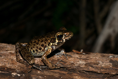 Pulchrana baramica