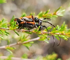 Stenoderus suturalis