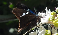 Astraptes
