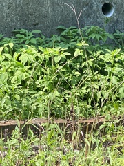 Amaranthus viridis