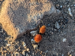 Dasymutilla californica
