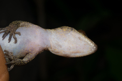 Cyrtodactylus