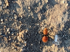Dasymutilla californica