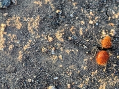 Dasymutilla californica