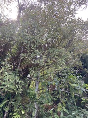 Quintinia serrata