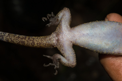 Cyrtodactylus