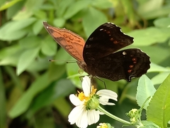 Junonia hedonia