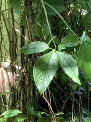 Syngonium angustatum