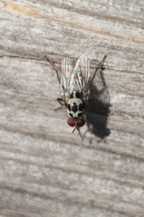 Anthomyia