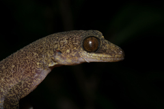 Cyrtodactylus